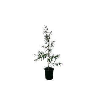 140mm Leptospermum Starry Night - Leptospermum obovatum