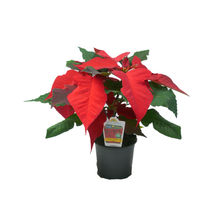 120mm Poinsettia - Euphorbia pulcherrima