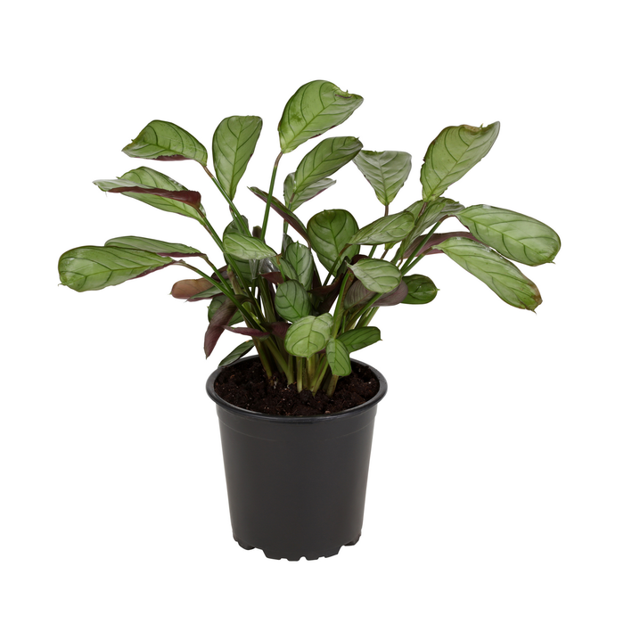 120mm Prayer Plant - Ctenanthe amagris
