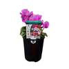 125mm Assorted Cyclamen - Cyclamen hybrids