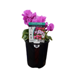 125mm Assorted Cyclamen - Cyclamen hybrids