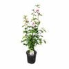 200mm Hibiscus S. Helene - Hibiscus syriascus