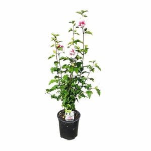 200mm Hibiscus S. Helene - Hibiscus syriascus