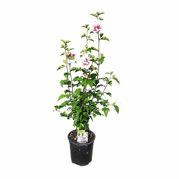 200mm Hibiscus S. Helene - Hibiscus syriascus