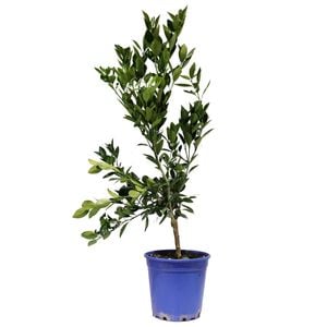 250mm Cumquat Green