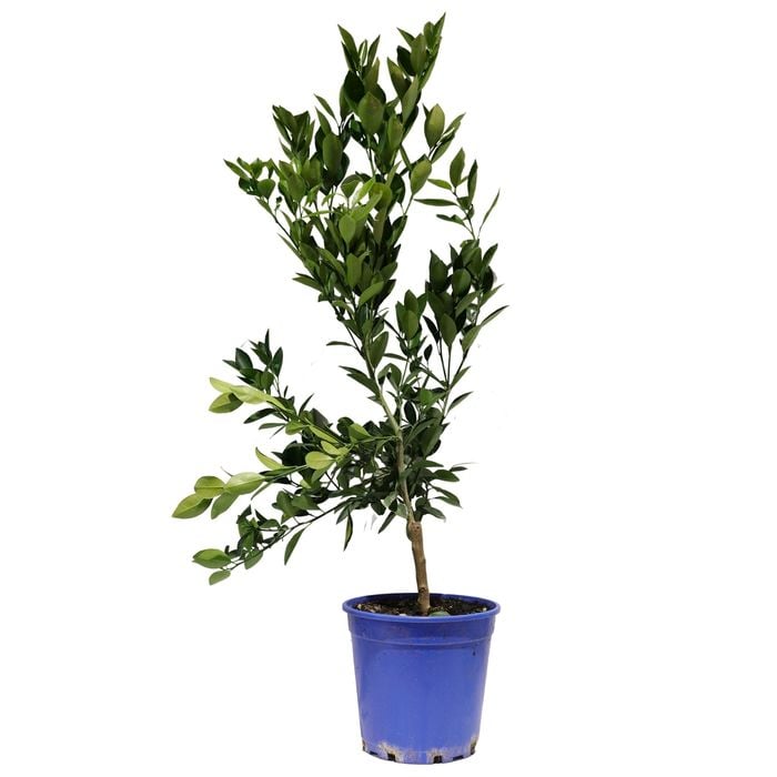 250mm Cumquat Green