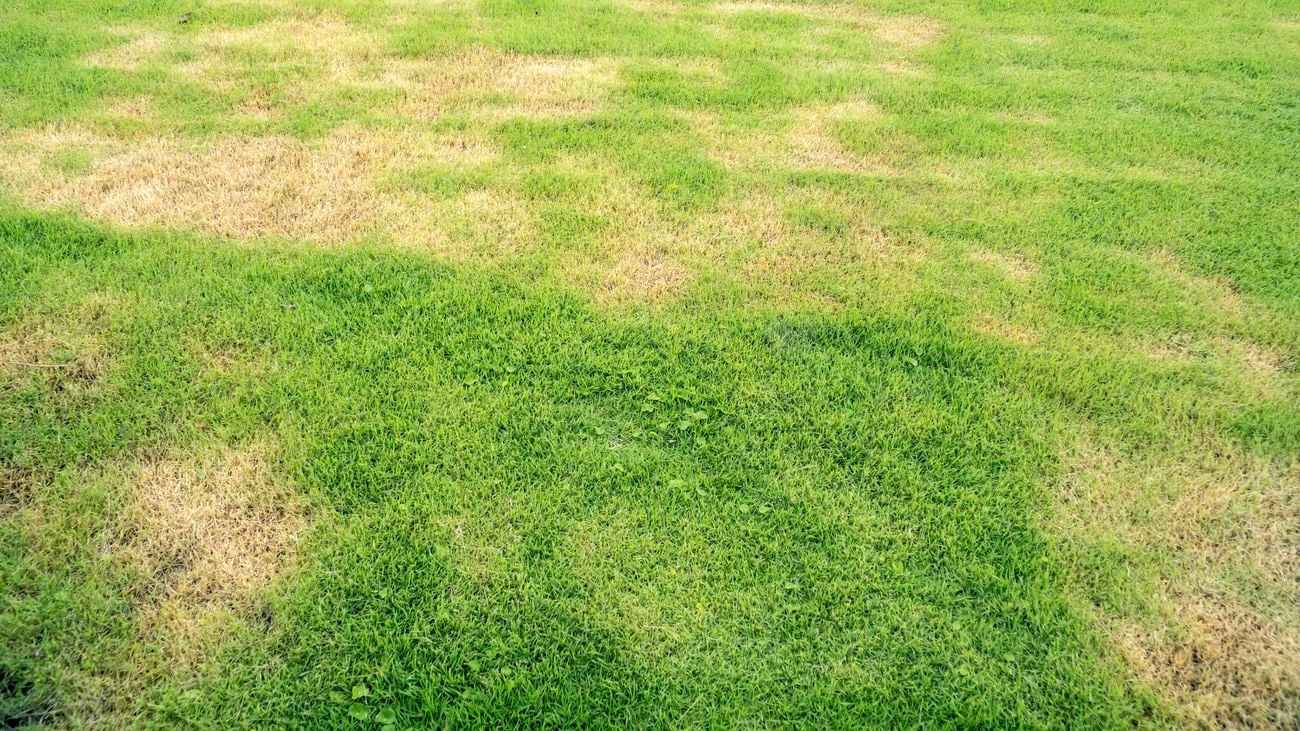 An area of grass with faded brown patches