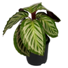 140mm Prayer Plant - Calathea Bicajoux