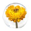 Leni Handcrafted Floral Resin Sphere W/ Real Helichrysum Flower Clear 8x7.5cm
