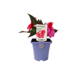 100mm Impatiens Clockwork Pink Star - Impatiens hawkerii