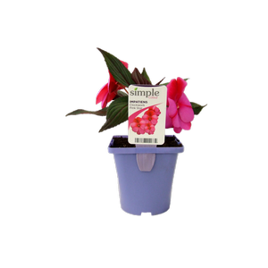 100mm Impatiens Clockwork Pink Star - Impatiens hawkerii