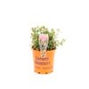 125mm Seaside Daisy - Erigeron karvinskianus
