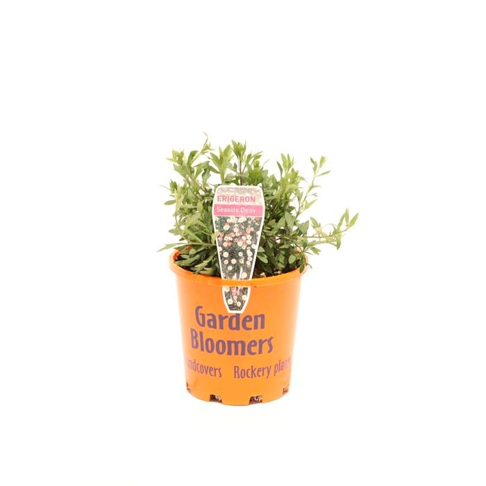125mm Seaside Daisy - Erigeron karvinskianus