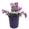 140mm Rollie's Favourite - Silene dioica