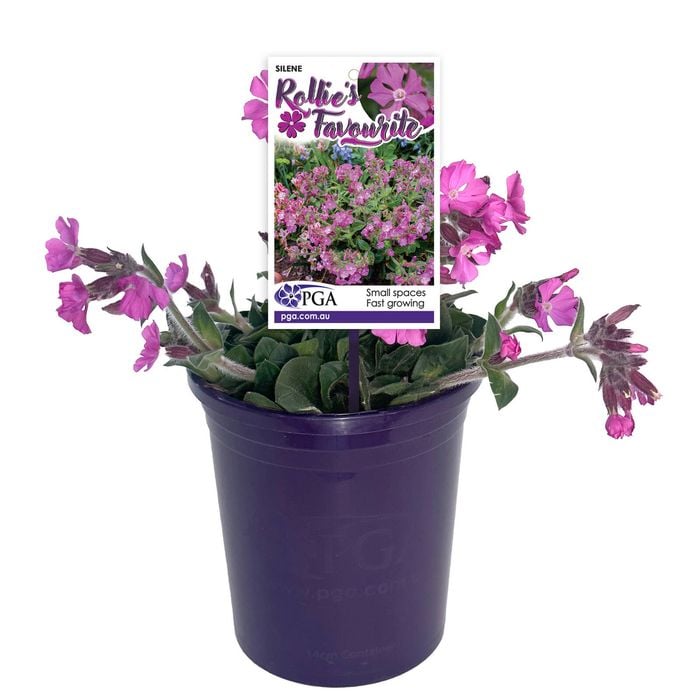 140mm Rollie's Favourite - Silene dioica