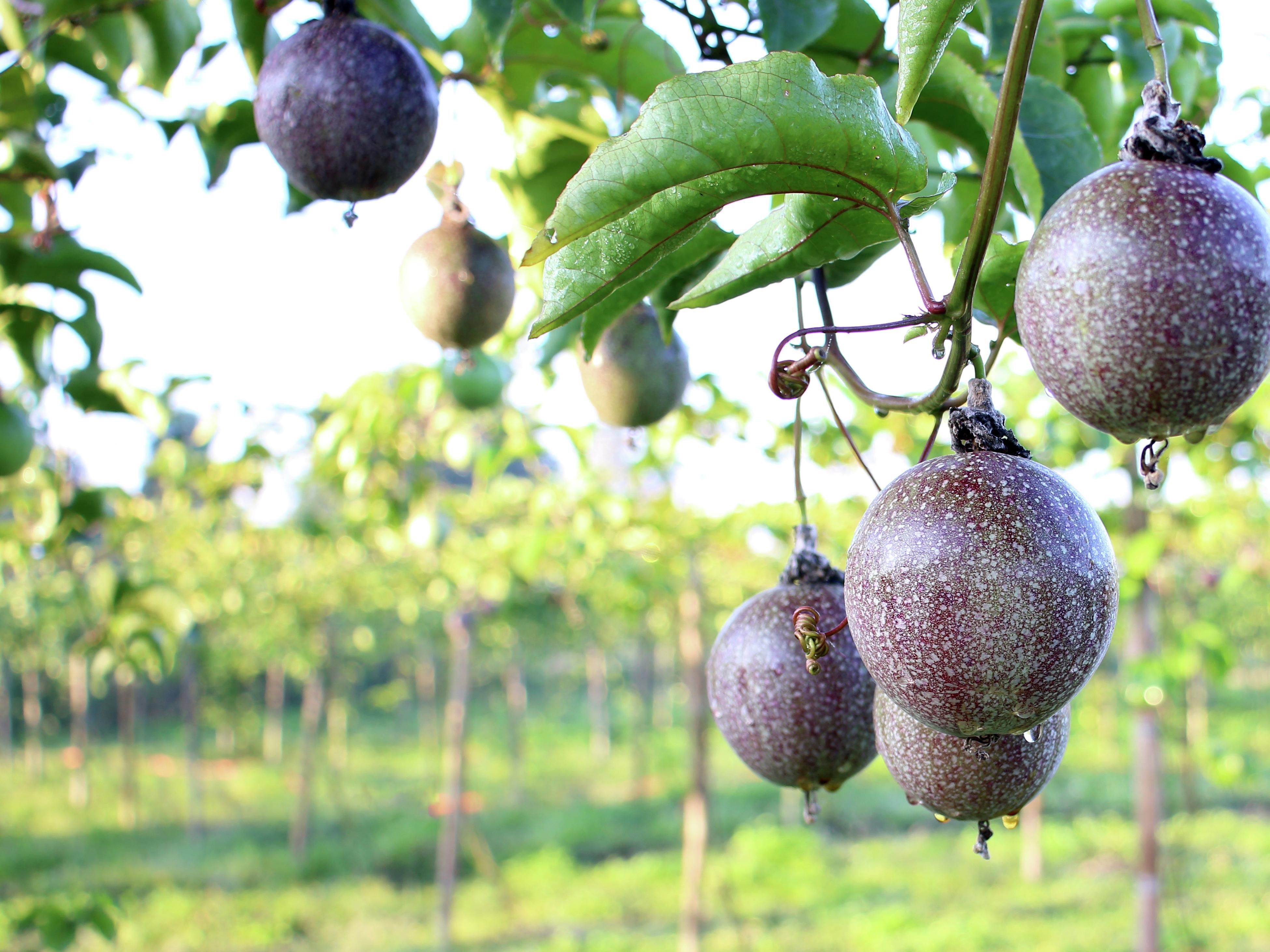 Passion Fruit Plants: A Tropical Delight At Bunnings