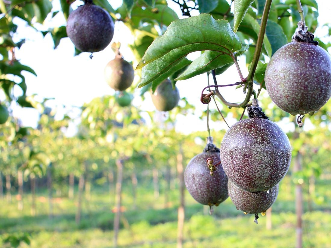 Hanging passionfruit on passion fruit tree