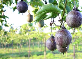 Hanging Passion fruit