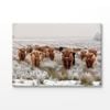 Big Scottish Cow Herd Looking Front Print 100% Australian Made 75x50cm (Stretched Canvas)