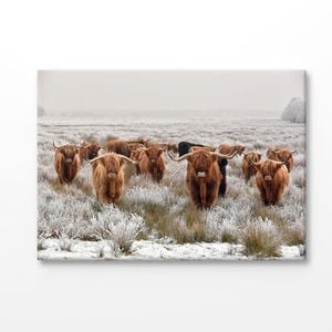 Big Scottish Cow Herd Looking Front Print 100% Australian Made 75x50cm (Stretched Canvas)