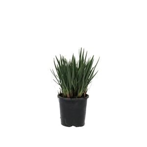 140mm Dianella Little Rev