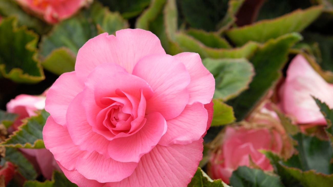Begonia close up.