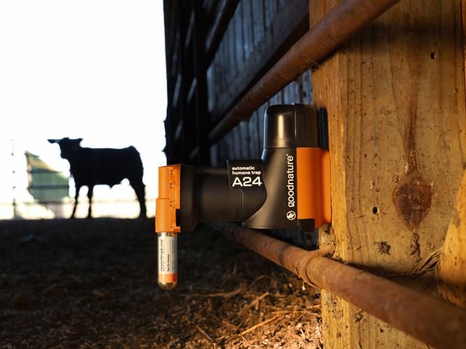 An A24 trap in a farm shed with cows behind a fence in the background