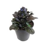 2.4L Ajuga Catlins Giant - Ajuga reptans