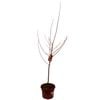 330mm Maple Jeffers Red Autumn Blaze