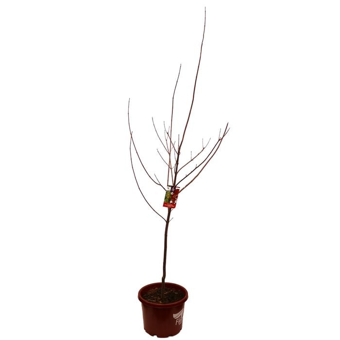330mm Maple Jeffers Red Autumn Blaze