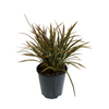 1.9L Phormium Stripy Mist - Phormium tenax
