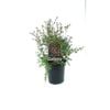 350mm Leptospermum Phoenix - Leptospermum scoparium x rotundiflium