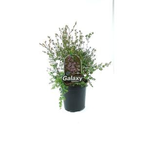 350mm Leptospermum Phoenix - Leptospermum scoparium x rotundiflium