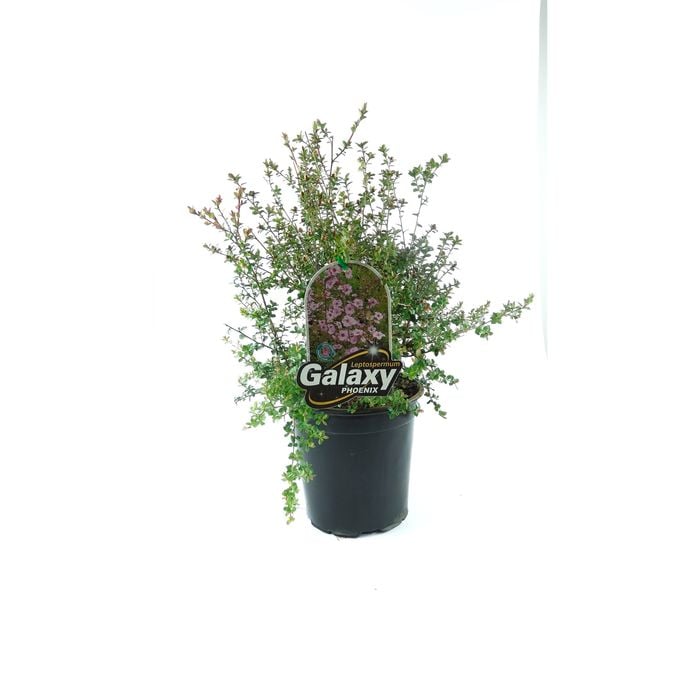 350mm Leptospermum Phoenix - Leptospermum scoparium x rotundiflium