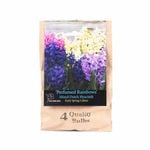 Yarra Valley Bulbs Hyacinth Mixed - 4 Pack