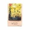 Yarra Valley Bulbs Hyacinth Yellowstone - 3 Pack