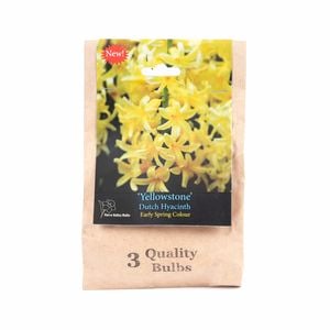 Yarra Valley Bulbs Hyacinth Yellowstone - 3 Pack