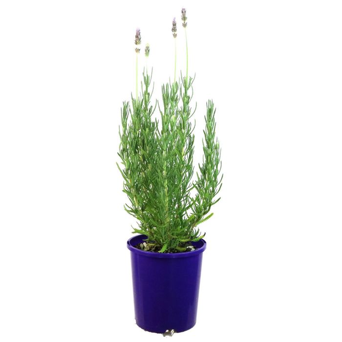 140mm French Lavender - Lavandula dentata Frenchette