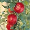 Bagged Crimson Crisp Apple - Malus domestica