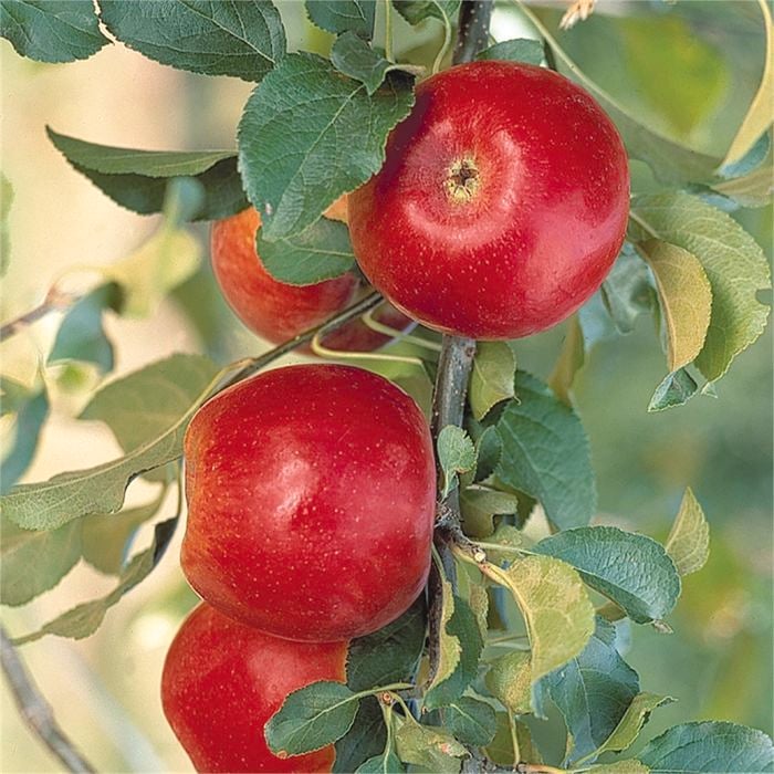 Bagged Crimson Crisp Apple - Malus domestica