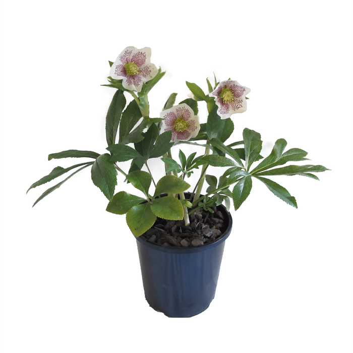 2.4L Helleborus Conny ® - Helleborus hybridus