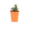 85mm Iceplant - Lampranthus Mini Purple