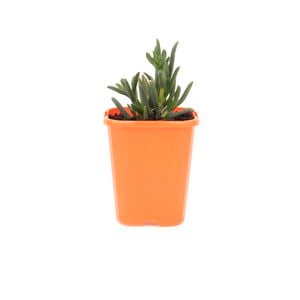 85mm Iceplant - Lampranthus Mini Purple