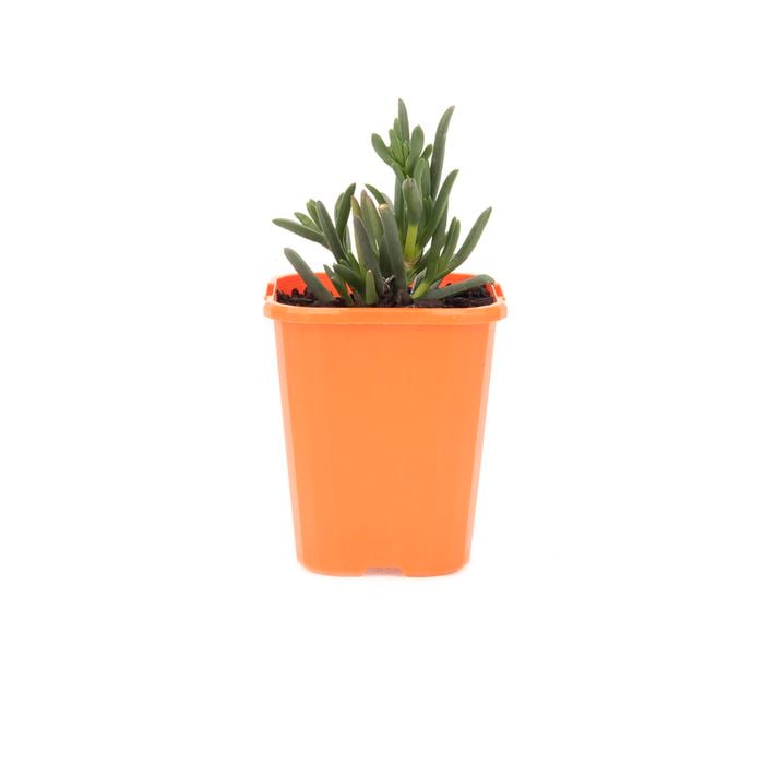 85mm Iceplant - Lampranthus Mini Purple