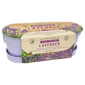 Mr Fothergill's Windowsill Lavender Seeds Tin