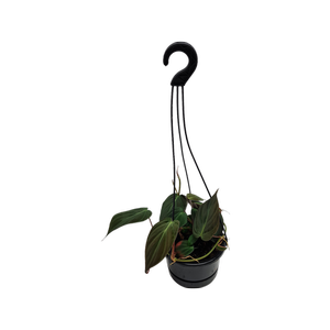 120mm Velvet Leaf Philodendron - Philodendron hederaceum Micans