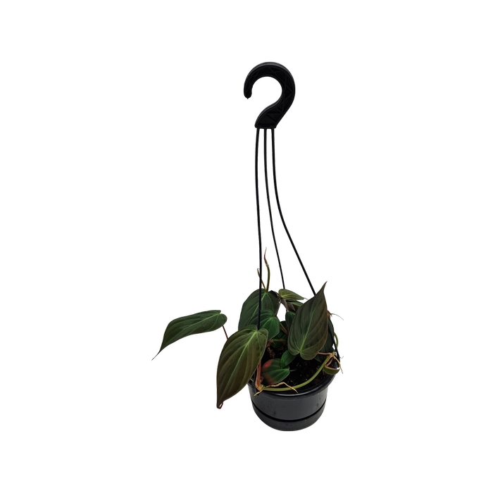 120mm Velvet Leaf Philodendron - Philodendron hederaceum Micans