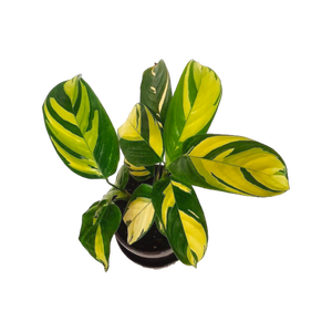 200mm Prayer Plant - Ctenanthe pilosa