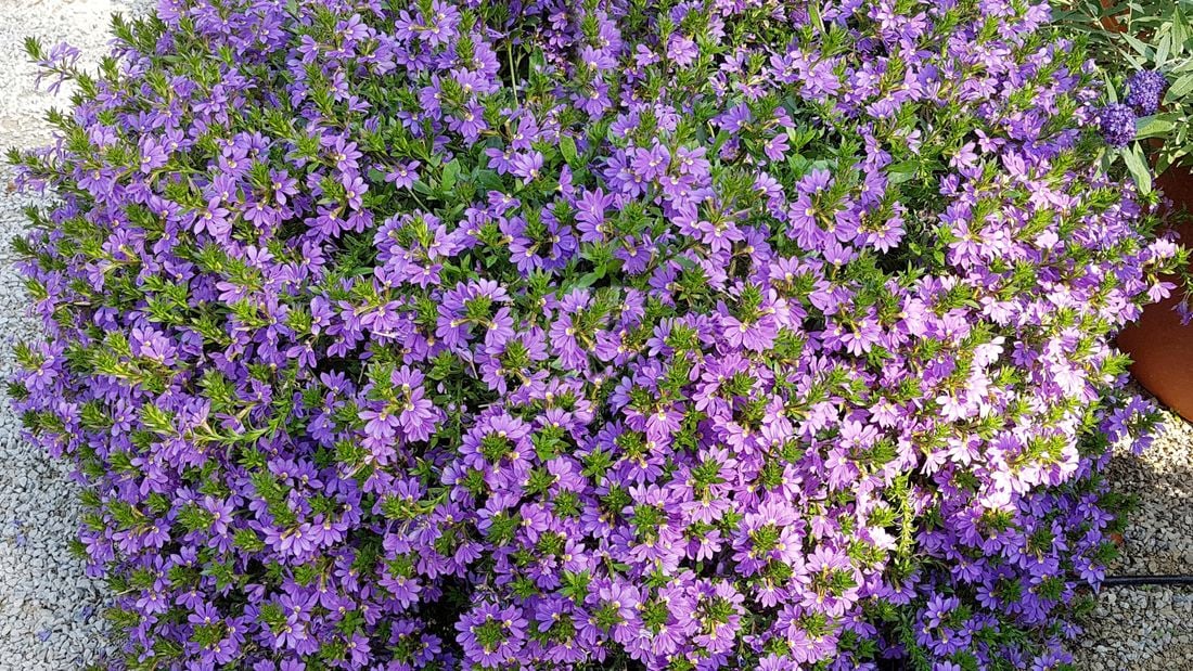 A round bush with purple flowers beside a gravel pathway