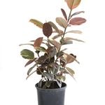 200mm Ficus Ruby - Ficus elastica